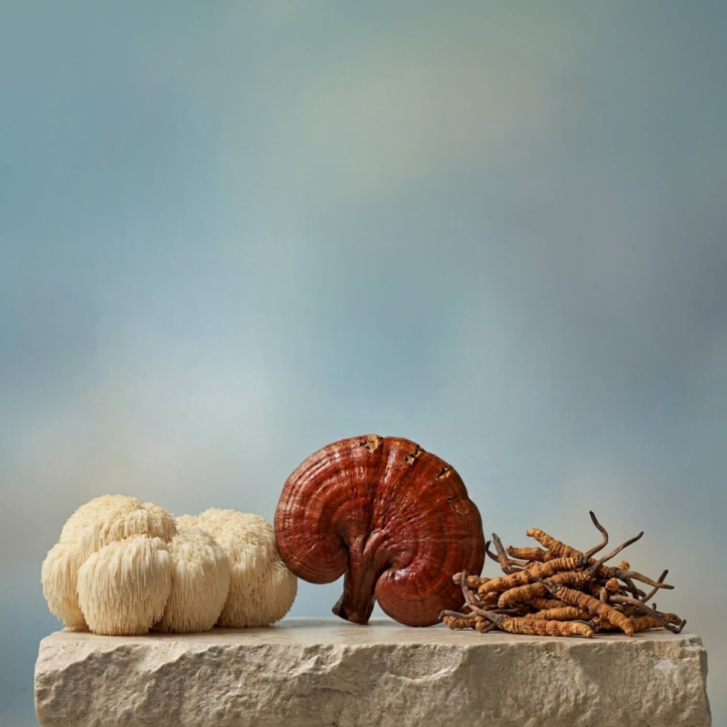 Hifas-Equilibrium - Image 4